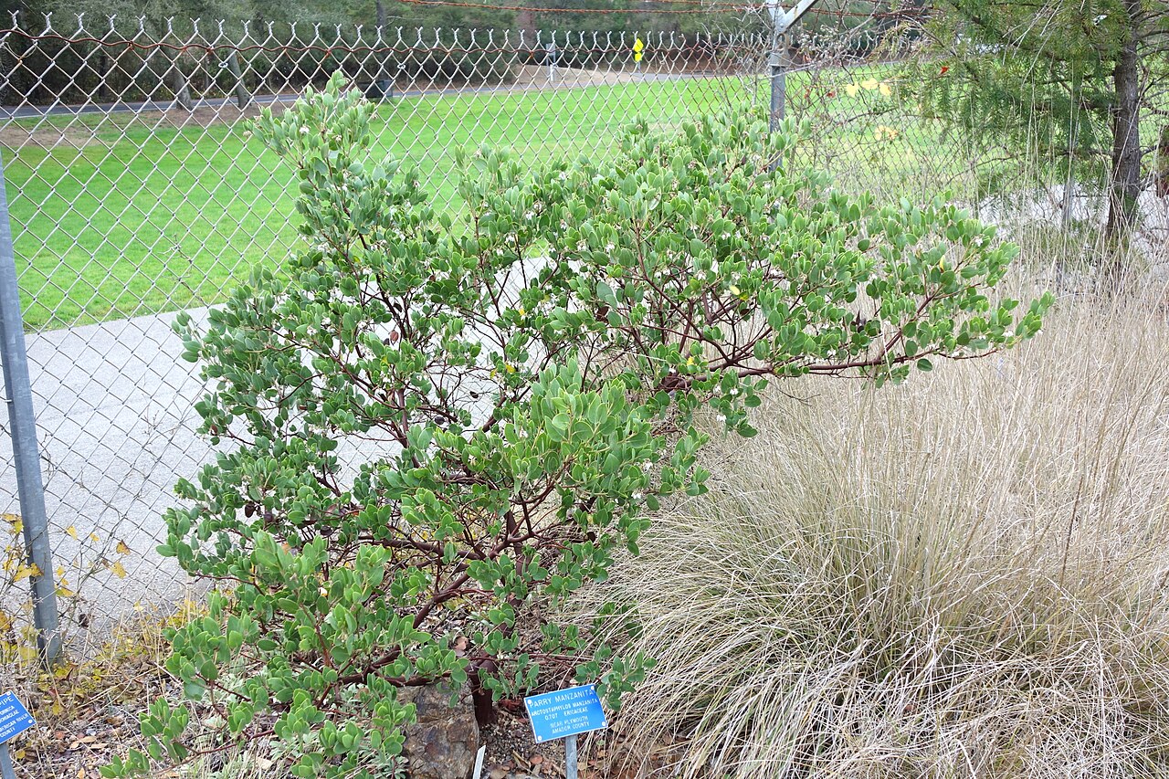 Whiteleaf manzanita: Botanical specimen in the Regional Parks Botanic Garden, Berkeley, California, USA.