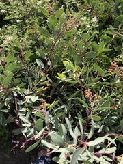 Indian manzanita (Arctostaphylos mewukka)