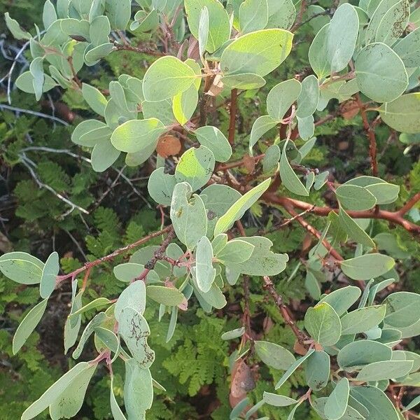 Indian manzanita (Arctostaphylos mewukka)
