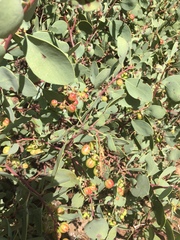 Indian manzanita (Arctostaphylos mewukka)