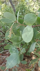 Indian manzanita (Arctostaphylos mewukka)