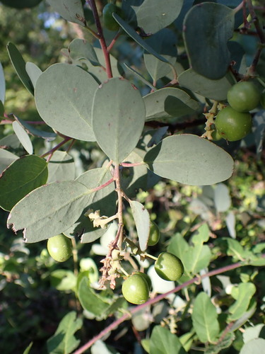 Indian manzanita (Arctostaphylos mewukka)