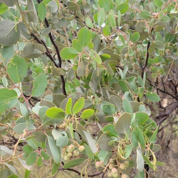 Indian manzanita (Arctostaphylos mewukka)