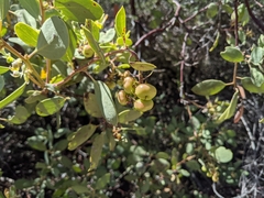 Indian manzanita (Arctostaphylos mewukka)