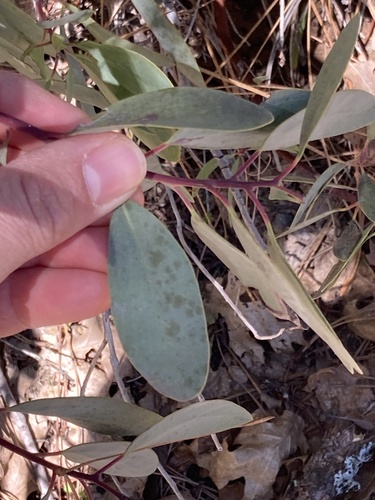 Indian manzanita (Arctostaphylos mewukka)