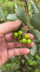 Indian manzanita (Arctostaphylos mewukka)