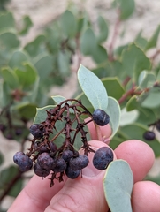 Indian manzanita (Arctostaphylos mewukka)