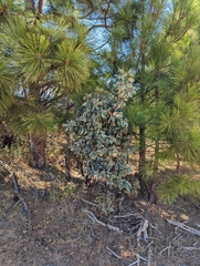 Indian manzanita (Arctostaphylos mewukka)
