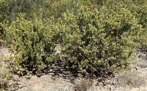 Monterey manzanita (Arctostaphylos montereyensis)