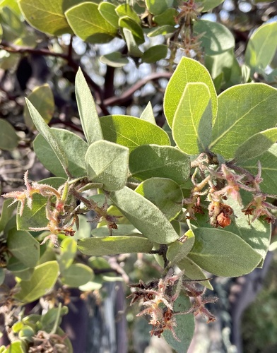 Monterey manzanita (Arctostaphylos montereyensis)