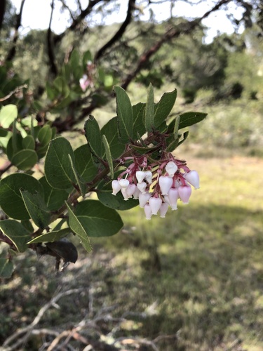 Monterey manzanita (Arctostaphylos montereyensis)