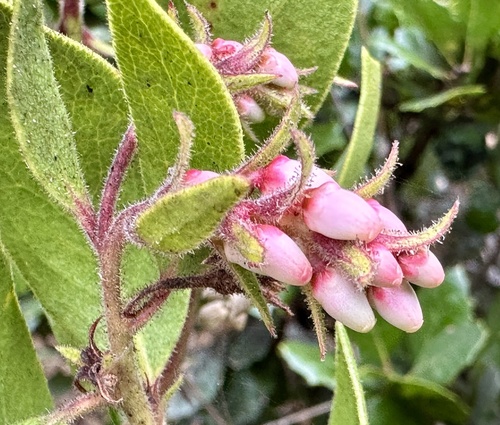 Monterey manzanita (Arctostaphylos montereyensis)