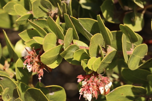 Monterey manzanita (Arctostaphylos montereyensis)