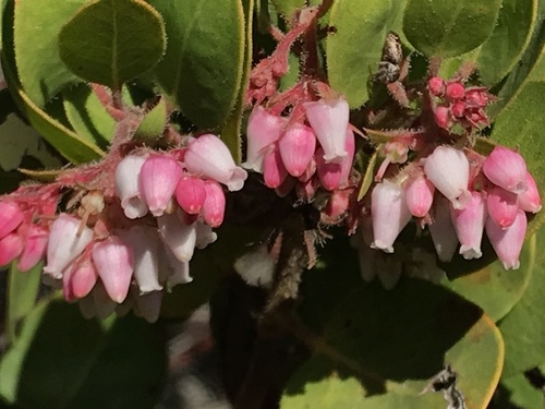 Monterey manzanita (Arctostaphylos montereyensis)