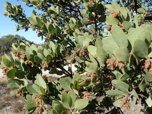 Monterey manzanita (Arctostaphylos montereyensis)