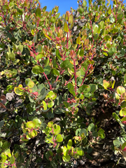 Monterey manzanita (Arctostaphylos montereyensis)