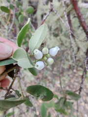 Morro manzanita (Arctostaphylos morroensis)