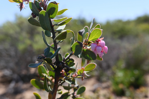 Morro manzanita (Arctostaphylos morroensis)