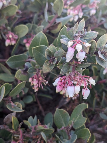 Morro manzanita (Arctostaphylos morroensis)