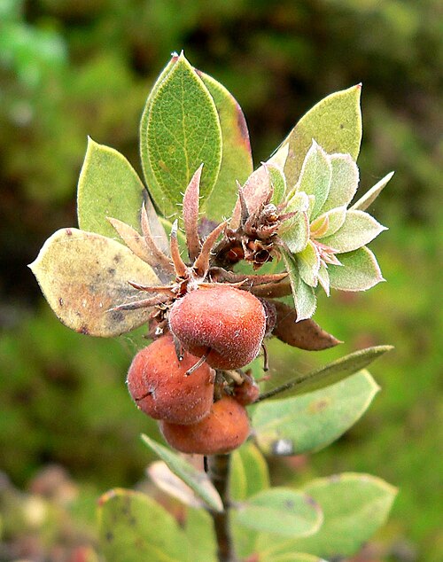 Morro manzanita: Photo of Arctostaphylos morroensis at Regional Parks Botanic Garden
