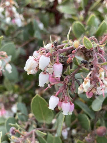 Morro manzanita (Arctostaphylos morroensis)