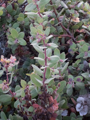 Morro manzanita (Arctostaphylos morroensis)