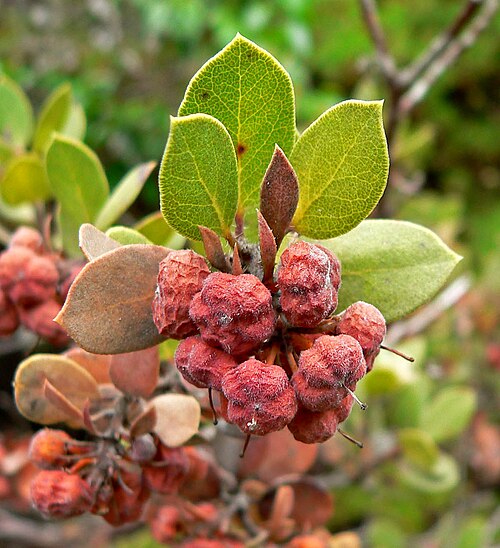 Morro manzanita: Photo of Arctostaphylos morroensis at Regional Parks Botanic Garden