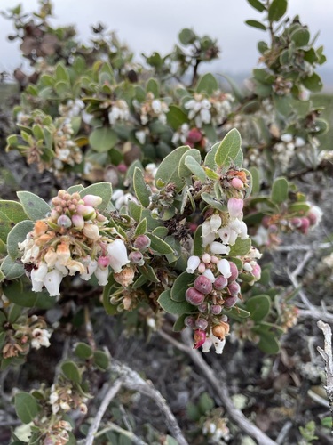 Morro manzanita (Arctostaphylos morroensis)