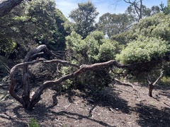 Morro manzanita (Arctostaphylos morroensis)