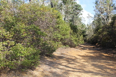 Glossyleaf manzanita (Arctostaphylos nummularia)
