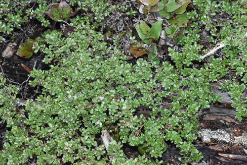 Glossyleaf manzanita (Arctostaphylos nummularia)