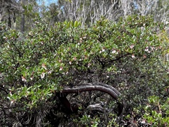 Glossyleaf manzanita (Arctostaphylos nummularia)