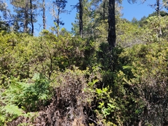 Glossyleaf manzanita (Arctostaphylos nummularia)