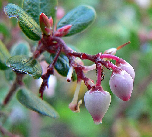 Glossyleaf manzanita: Arctostaphylos nummularia at the University of California Botanical Garden , Berkeley, California