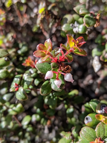 Glossyleaf manzanita (Arctostaphylos nummularia)