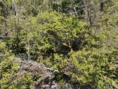 Glossyleaf manzanita (Arctostaphylos nummularia)