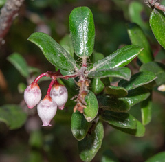 Glossyleaf manzanita (Arctostaphylos nummularia)