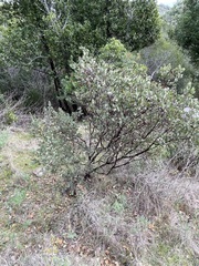 Serpentine manzanita (Arctostaphylos obispoensis)