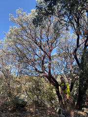 Serpentine manzanita (Arctostaphylos obispoensis)