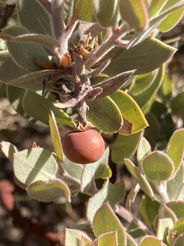 Serpentine manzanita (Arctostaphylos obispoensis)