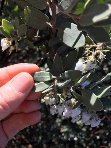 Serpentine manzanita (Arctostaphylos obispoensis)