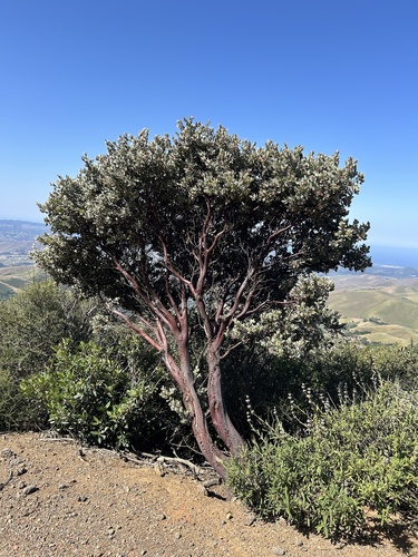 Serpentine manzanita (Arctostaphylos obispoensis)