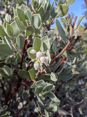 Serpentine manzanita (Arctostaphylos obispoensis)