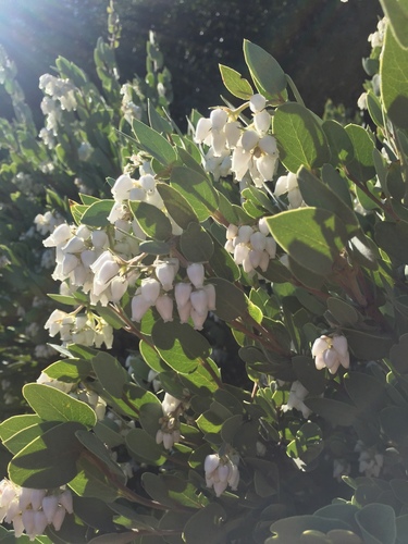 Serpentine manzanita (Arctostaphylos obispoensis)