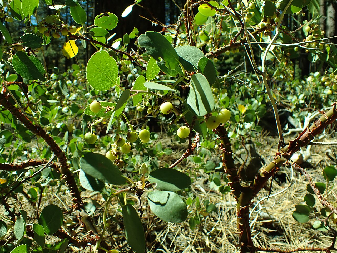 Greenleaf manzanita: Greenleaf manzanita growing in Jeffrey Pine open understory in the Whites Creek drainage, Carson Range, Washoe County, Nevada. Peeling bark is characteristic of