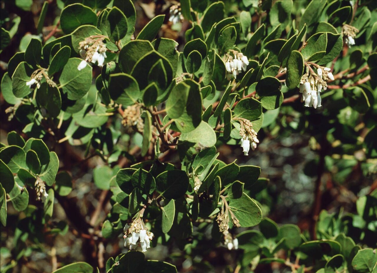 Greenleaf manzanita: Arctostaphylos patula , Heidekrautgewächse (Ericaceae) - USA, Kalifornien/California: Yosemite National Park, S Big Oak Flat Entrance