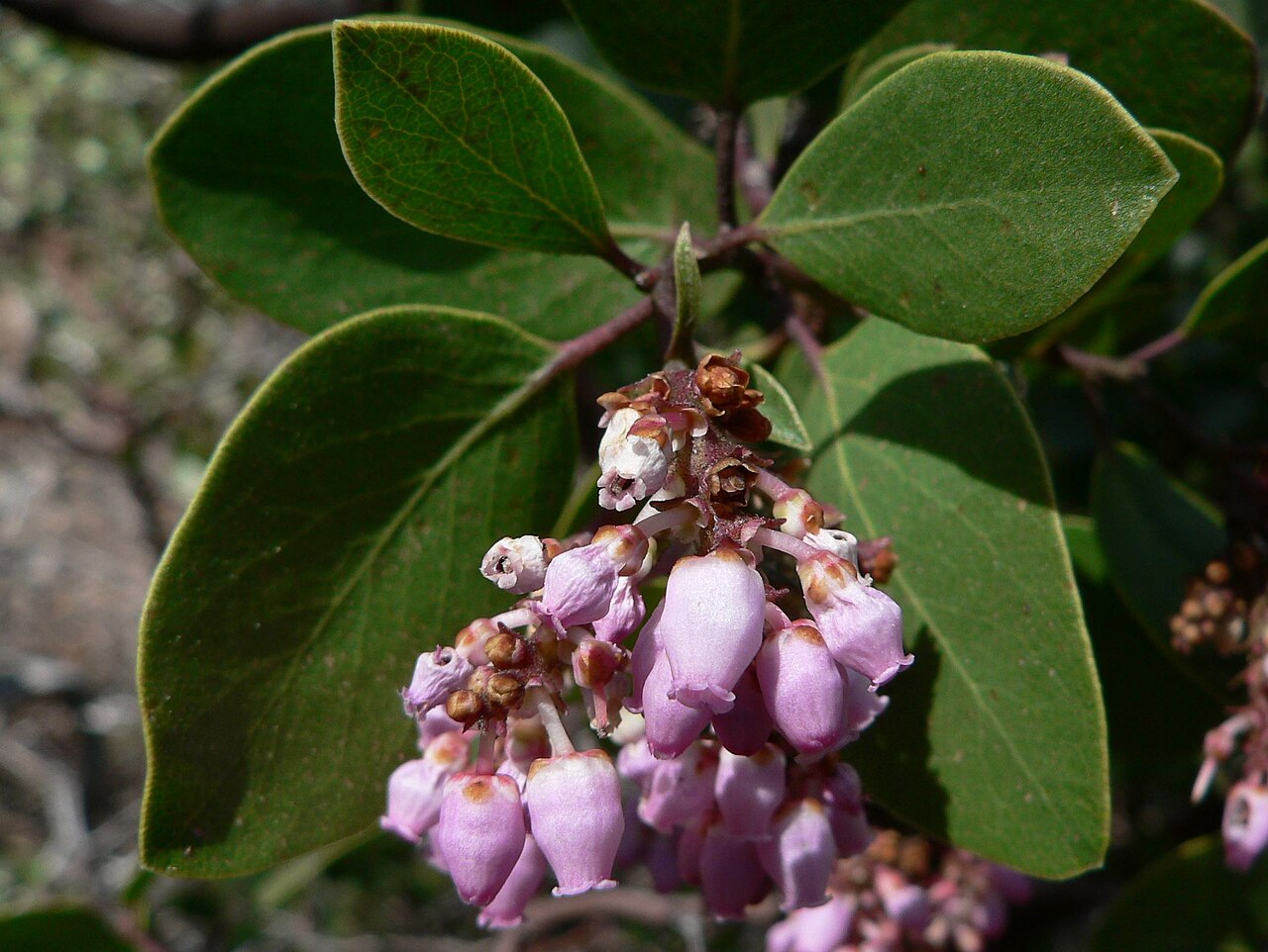 Greenleaf manzanita (Arctostaphylos patula)