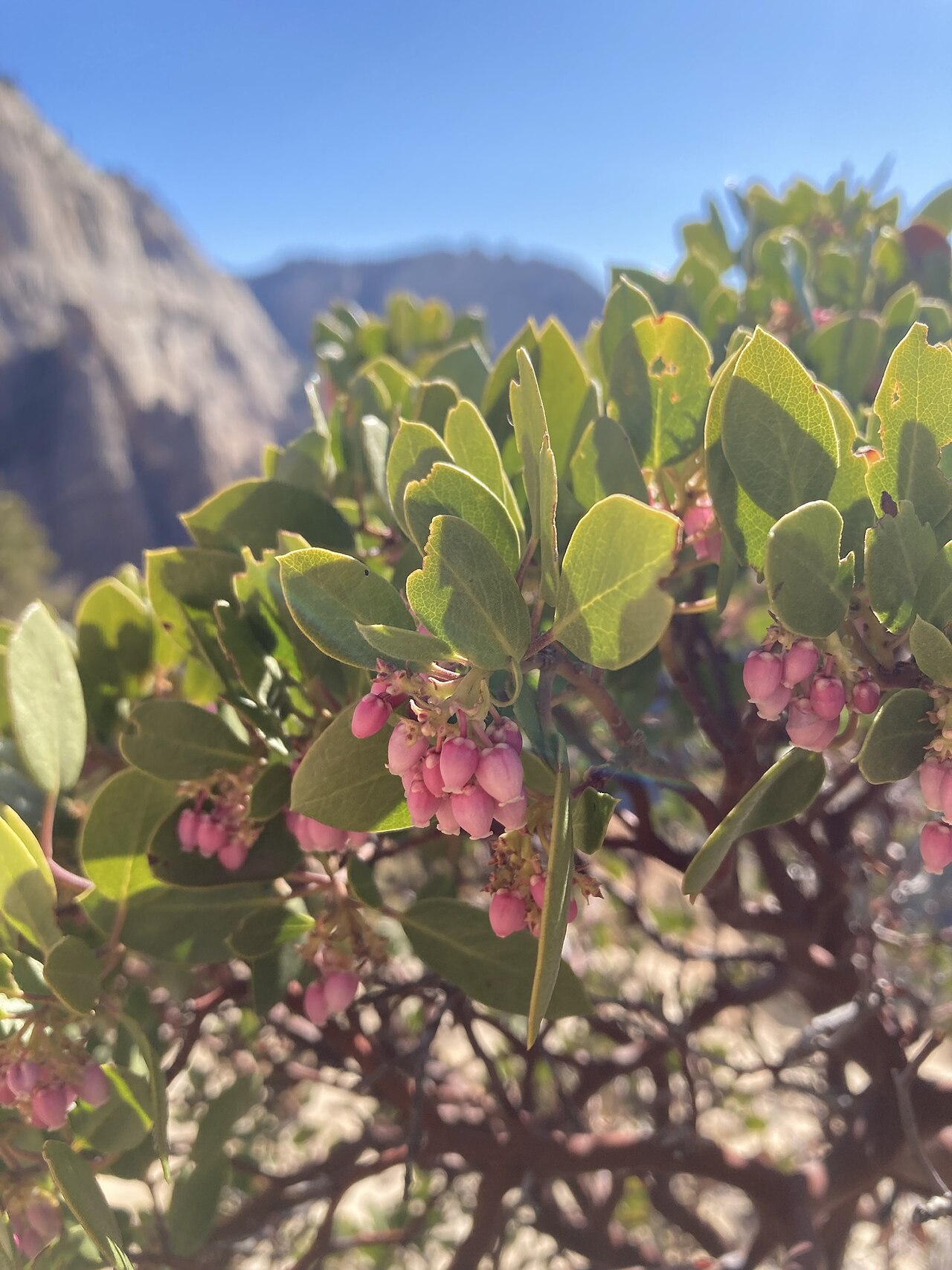 Greenleaf manzanita: Arctostaphylos patula in Zion National Park , Utah