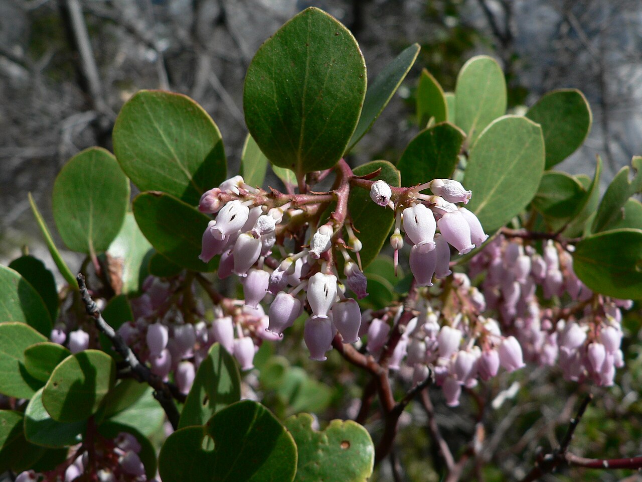 Greenleaf manzanita: Green Manzanita foliage and flowers
