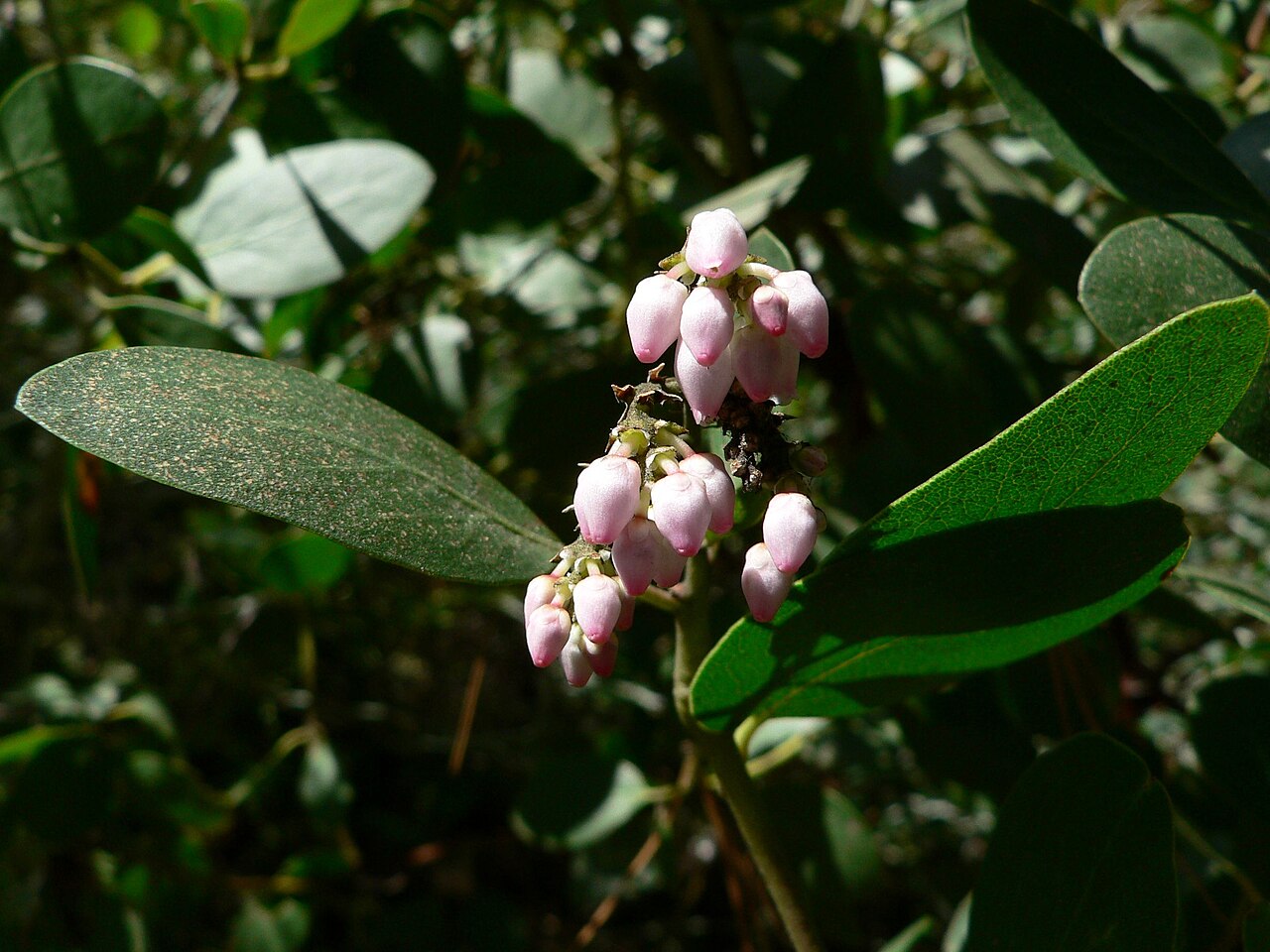 Greenleaf manzanita (Arctostaphylos patula)
